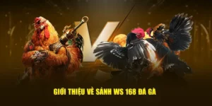 Hướng Dẫn Cách Chơi Đá Gà WS168 Tại Xin88 Dành Cho Người Mới